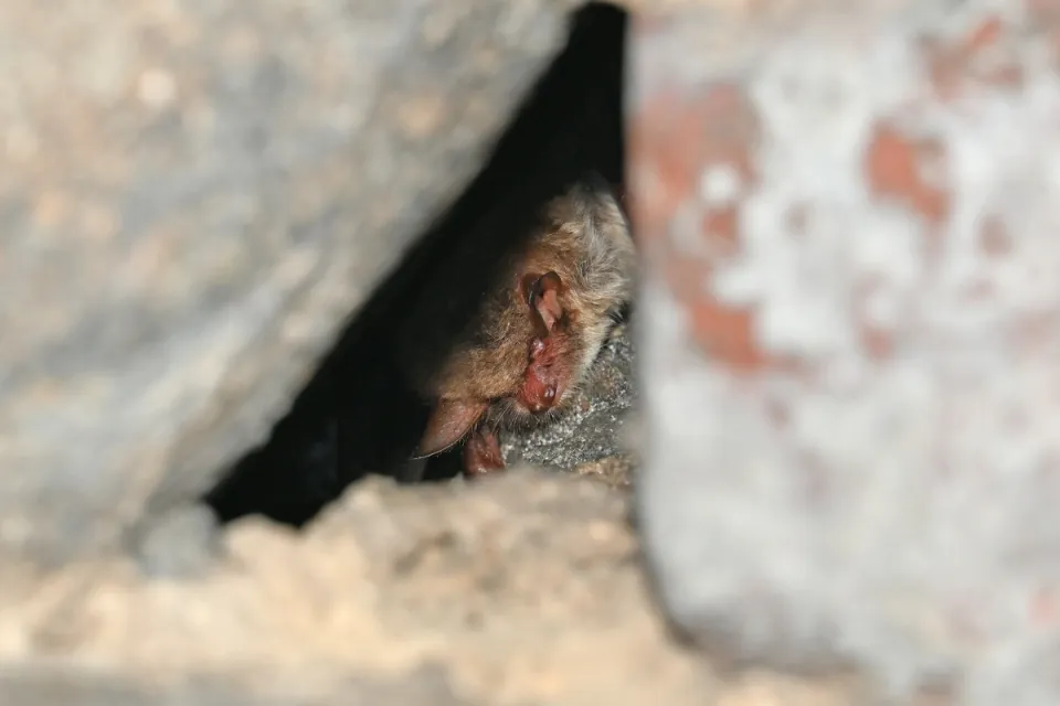 Nietoperz