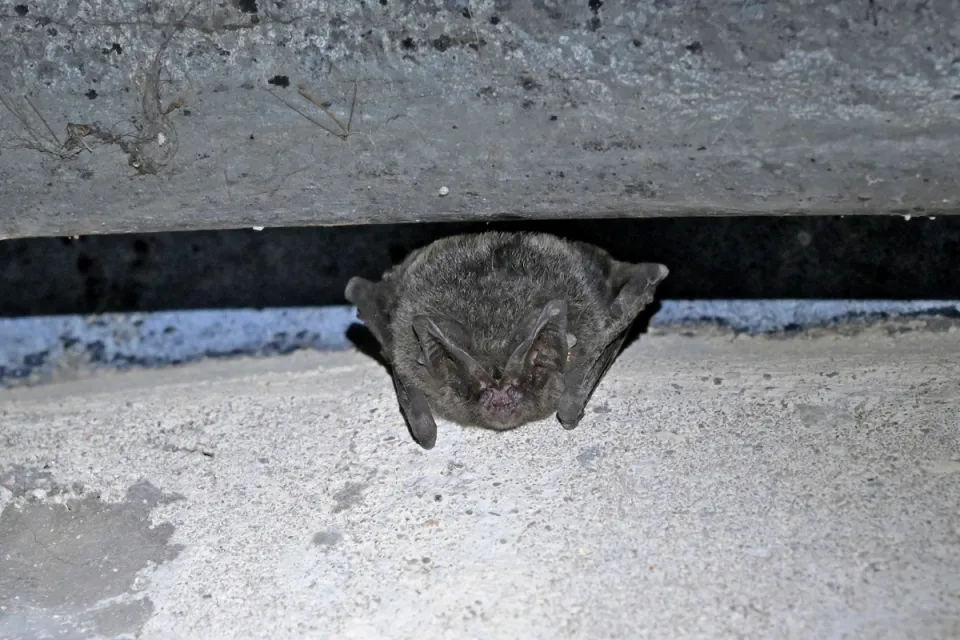 Nietoperz