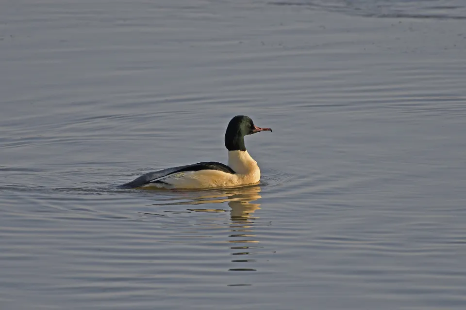 Mergus merganser