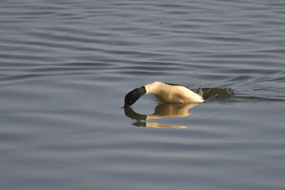 Mergus merganser