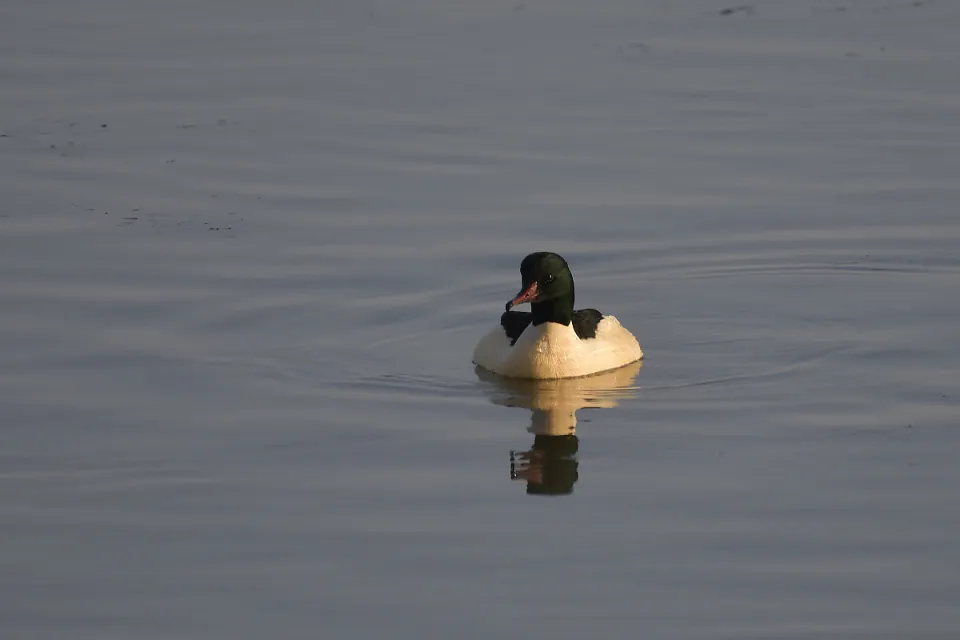 Mergus merganser