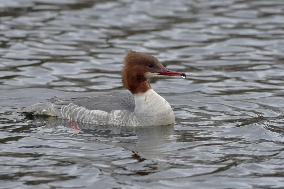 Mergus merganser