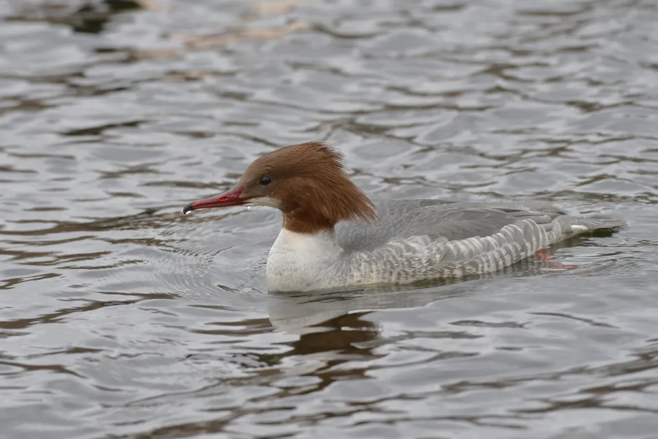 Mergus merganser