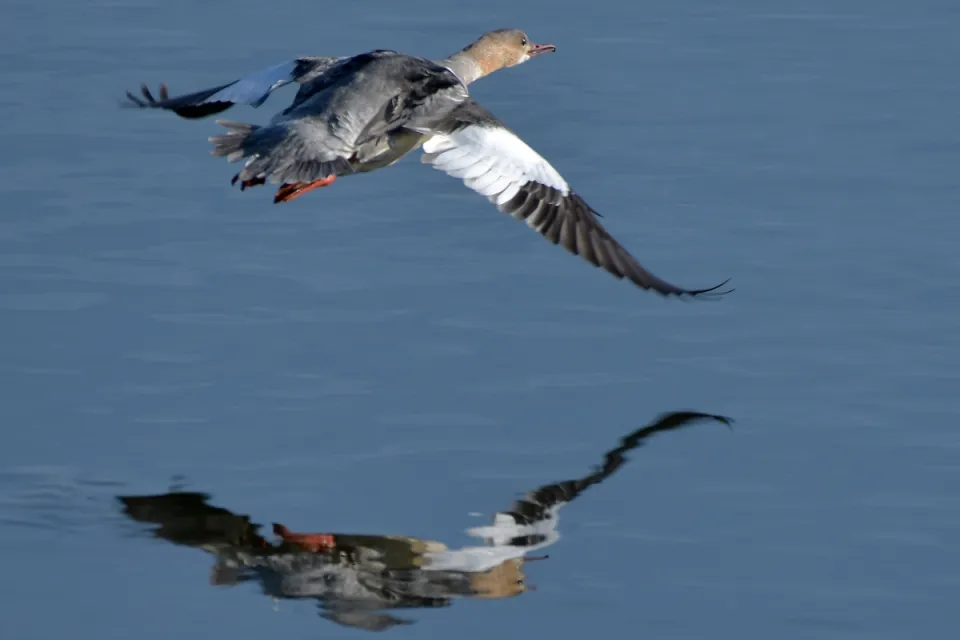 Mergus merganser