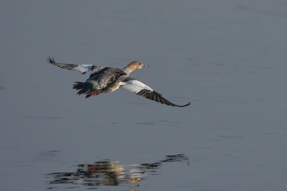 Mergus merganser