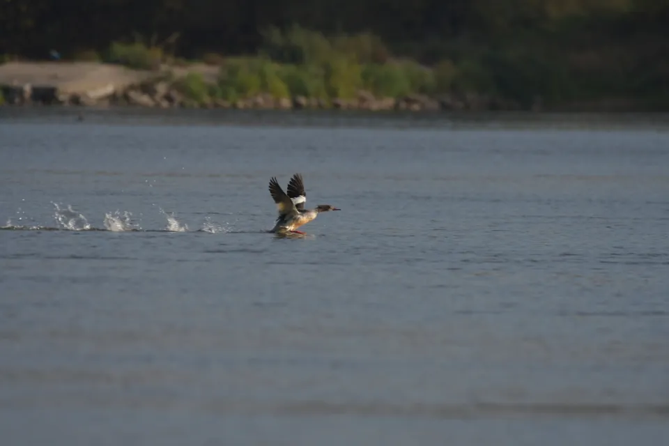 Mergus merganser