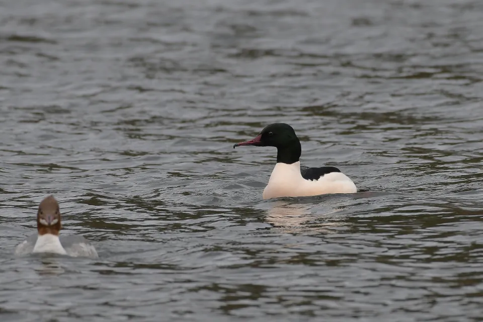 Mergus merganser