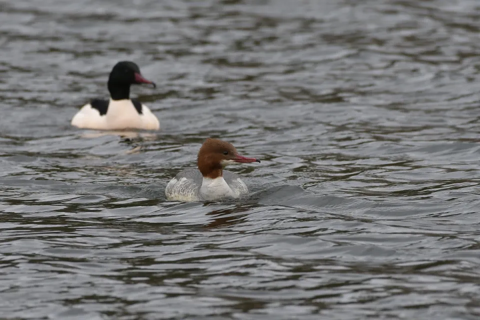 Mergus merganser