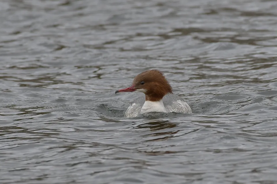 Mergus merganser