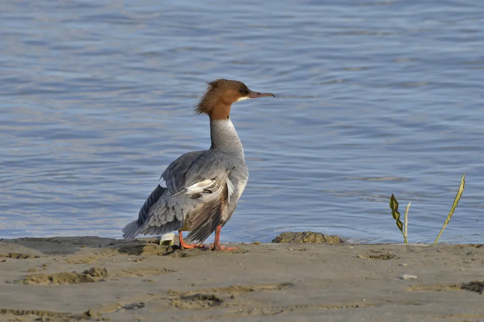 Mergus merganser