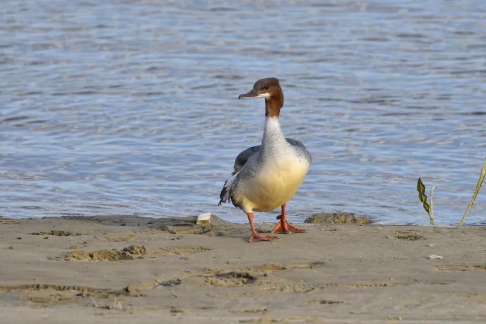 Mergus merganser