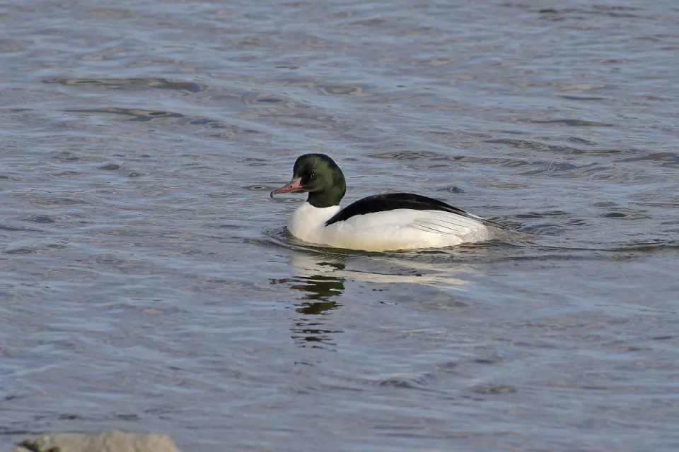 Mergus merganser