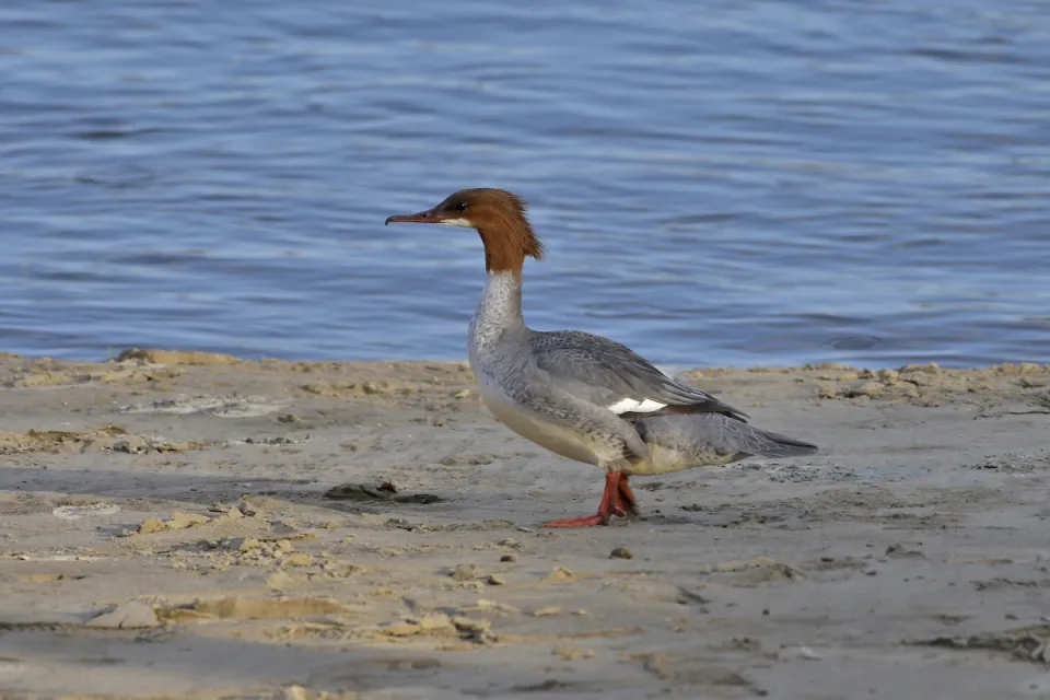 Mergus merganser