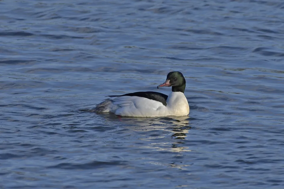 Mergus merganser
