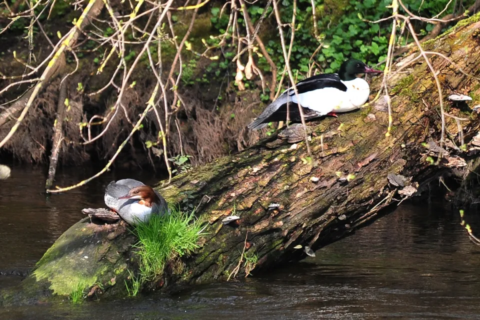 Mergus merganser