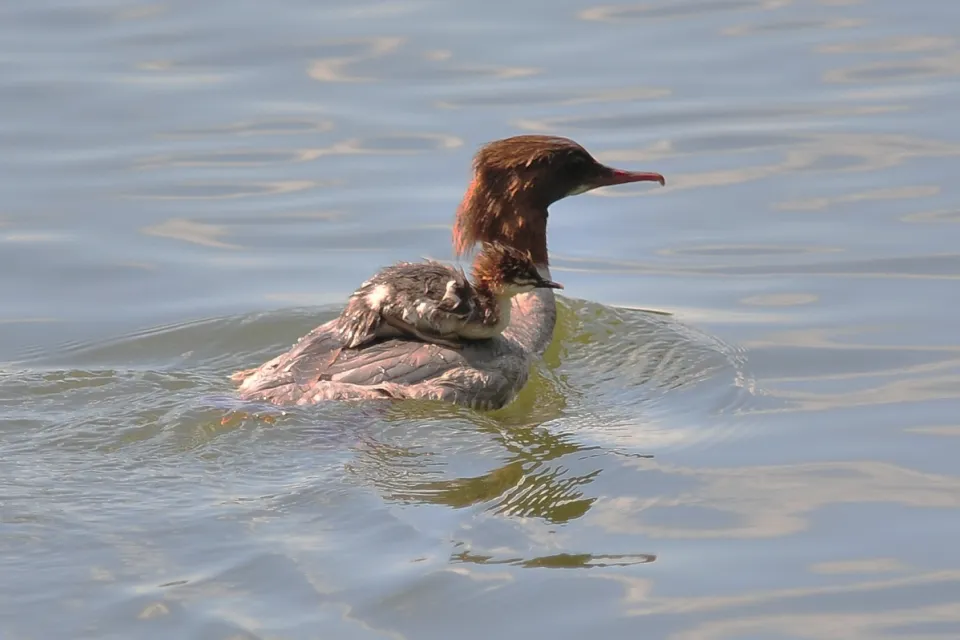 Mergus merganser