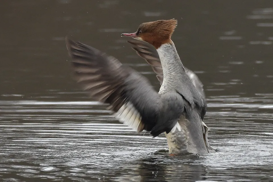 Mergus merganser