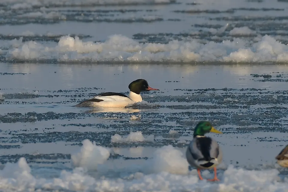 Mergus merganser