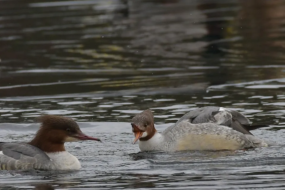 Mergus merganser