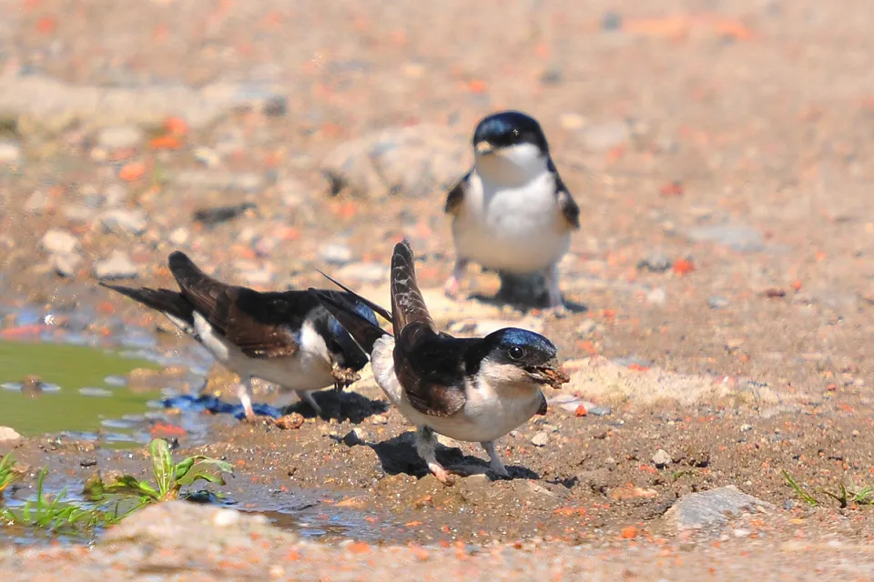 Oknówka