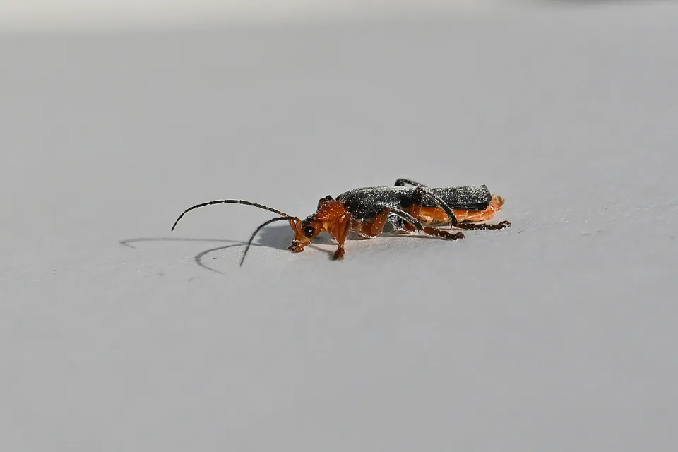 Cantharis fusca