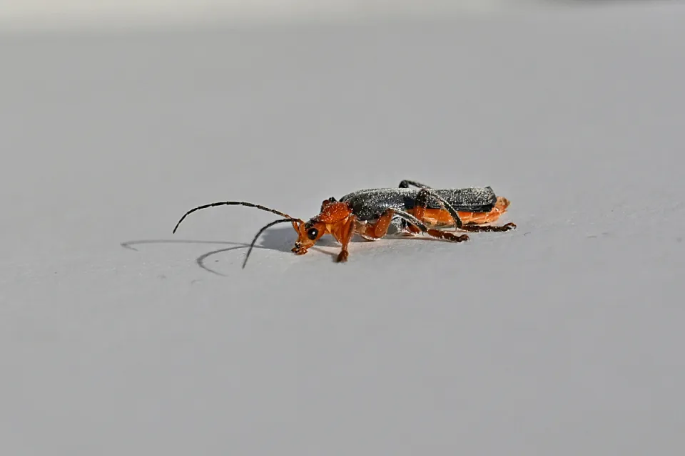 Cantharis fusca