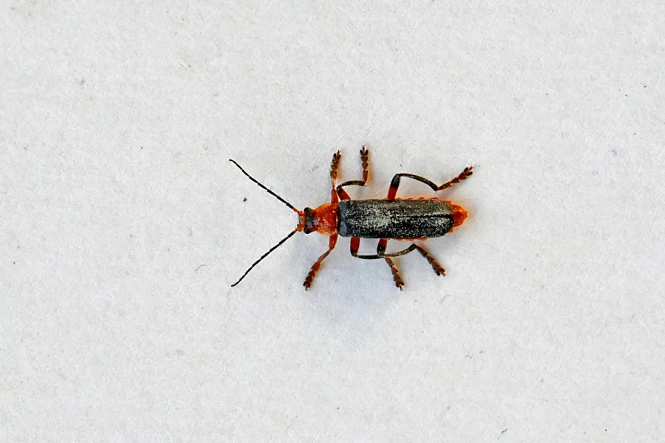 Cantharis fusca