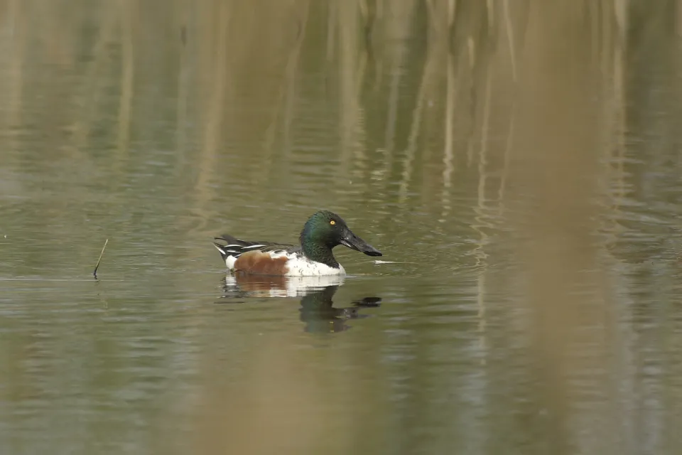 Spatula clypeata