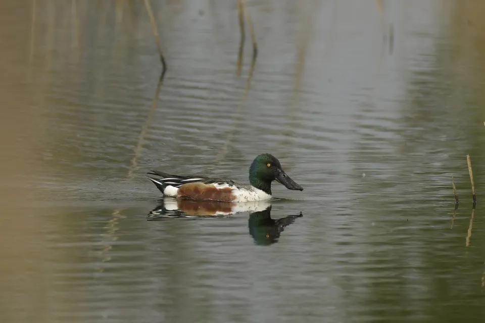 Spatula clypeata