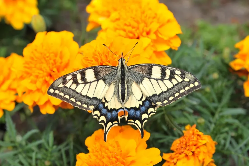 Butterflys