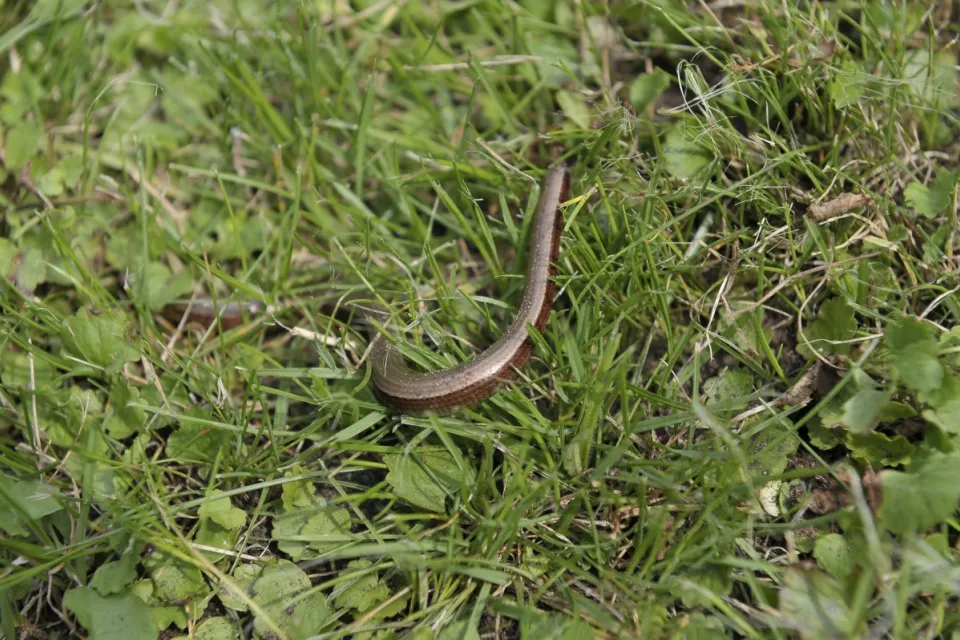 Anguis fragilis