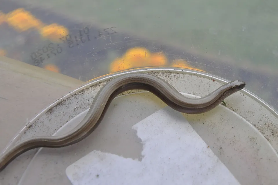 Anguis fragilis