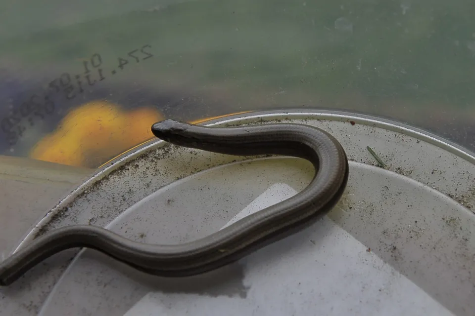 Anguis fragilis