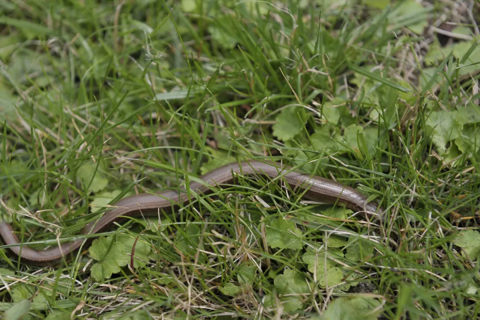 Anguis fragilis