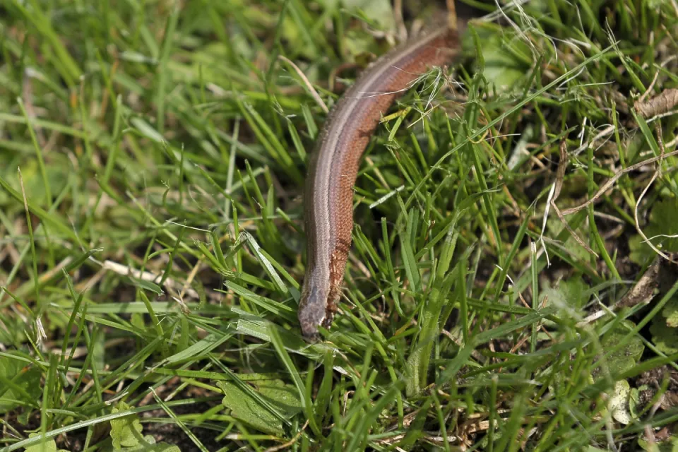 Anguis fragilis