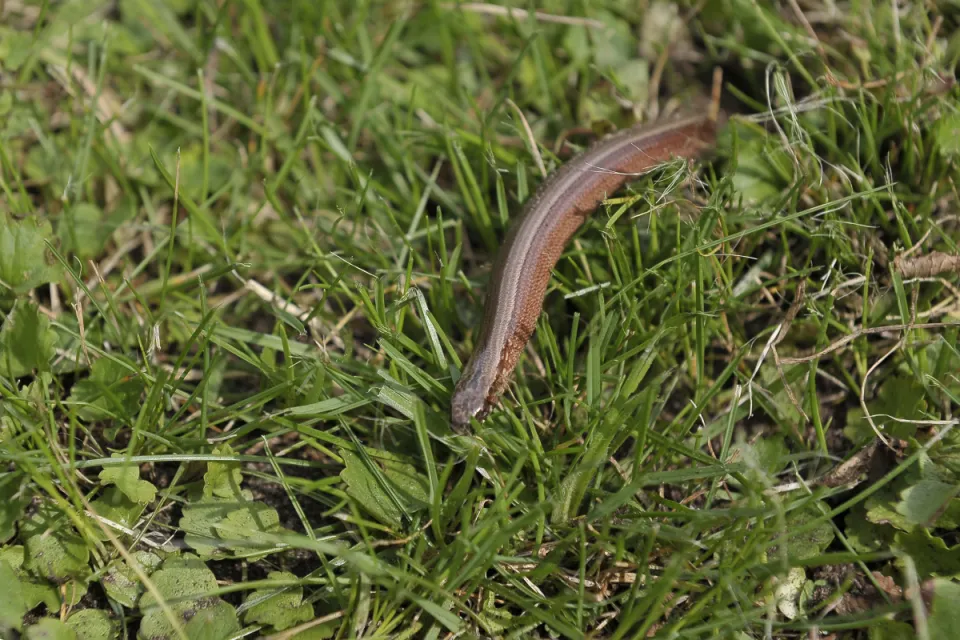 Anguis fragilis