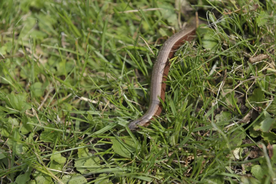 Anguis fragilis