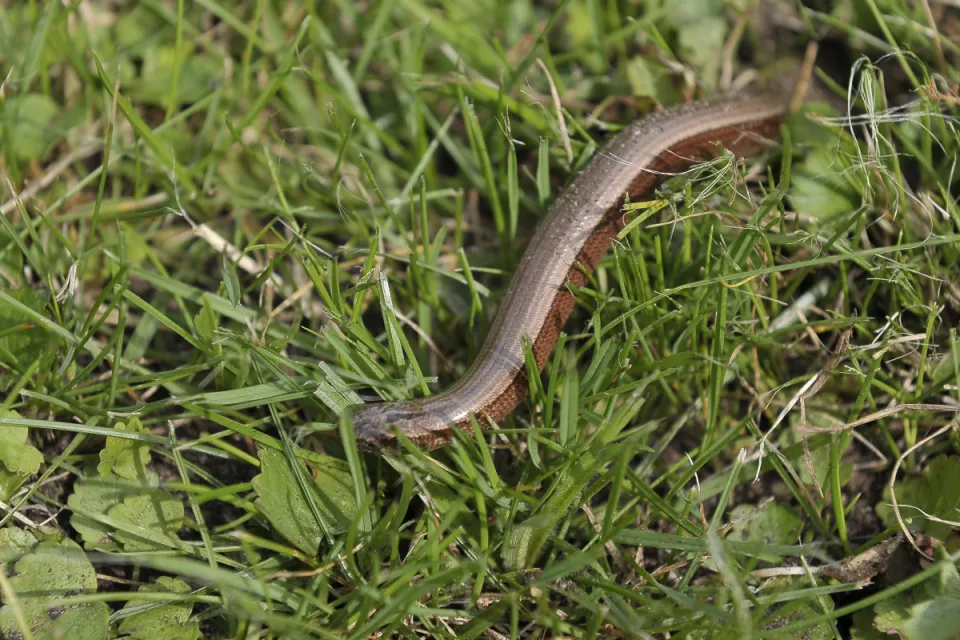 Anguis fragilis