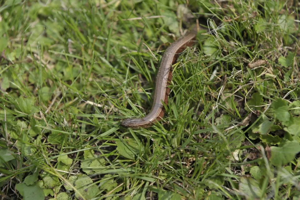 Anguis fragilis