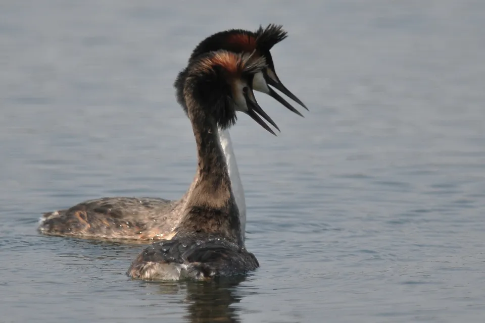 Podiceps cristatus