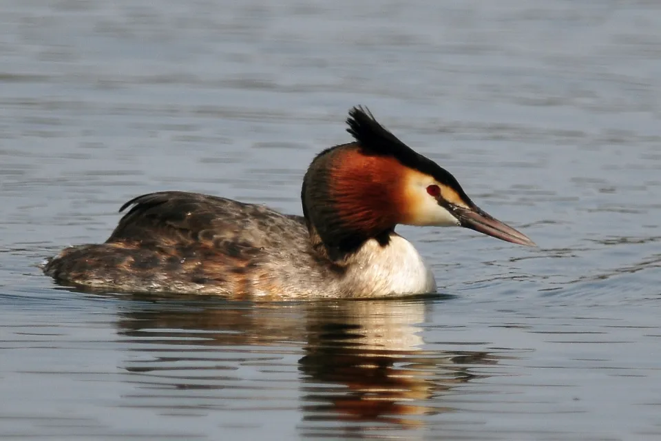 Podiceps cristatus