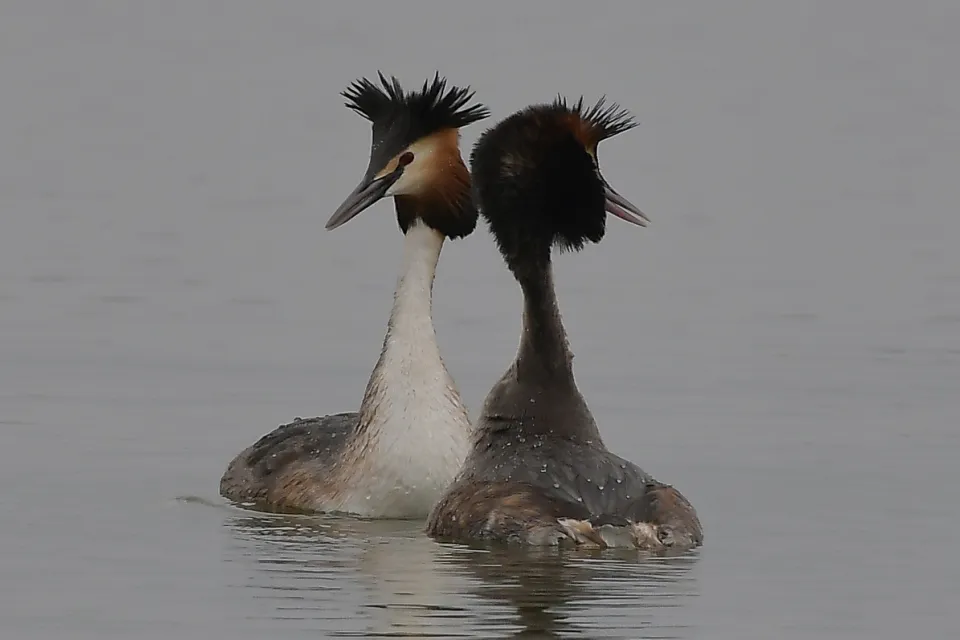 Podiceps cristatus