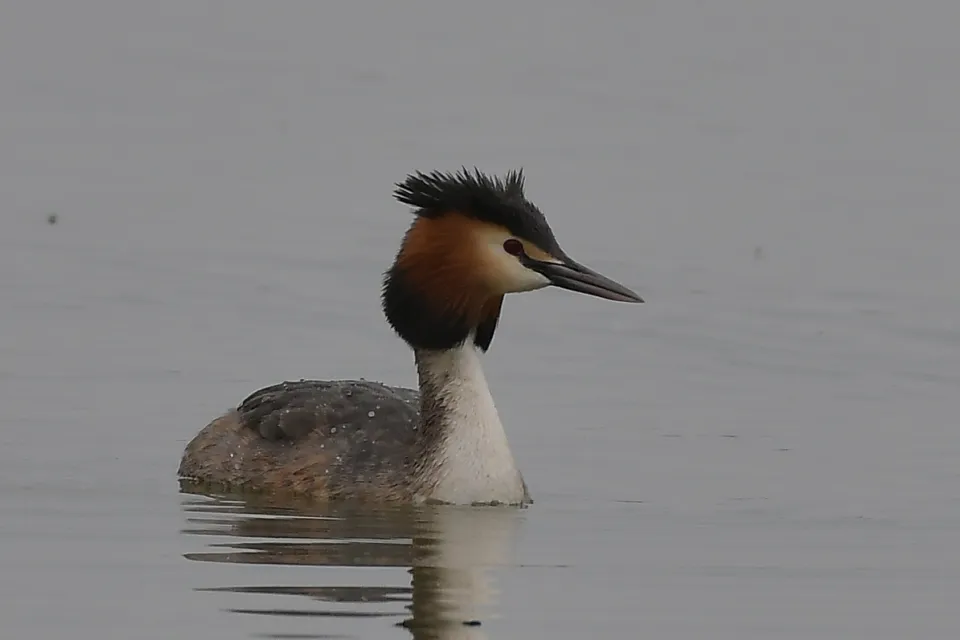 Podiceps cristatus