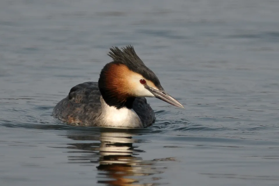 Podiceps cristatus