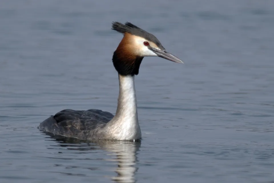Podiceps cristatus