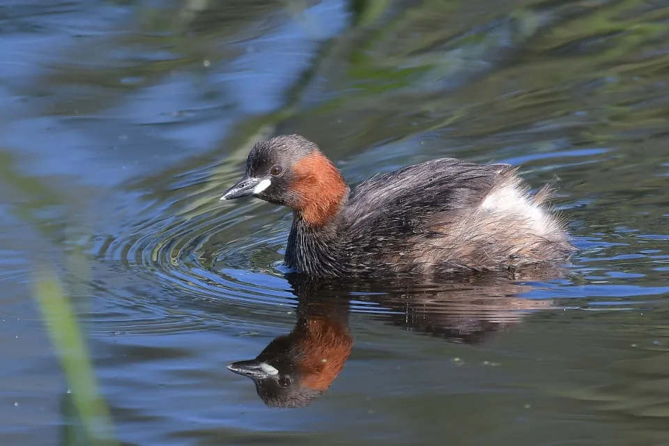 Tachybaptus ruficollis