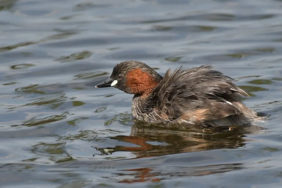 Tachybaptus ruficollis