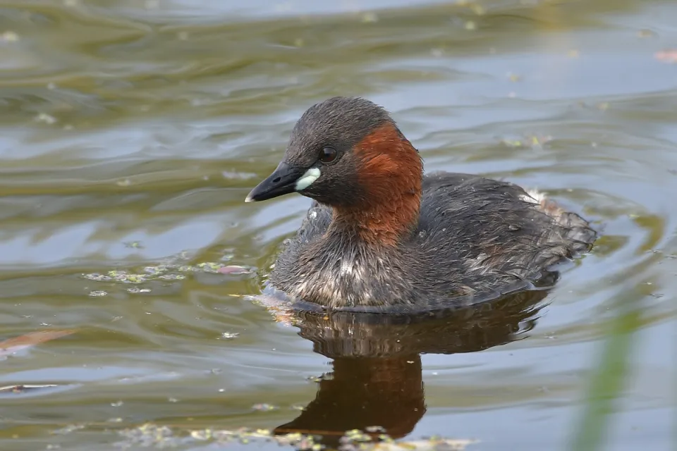 Tachybaptus ruficollis