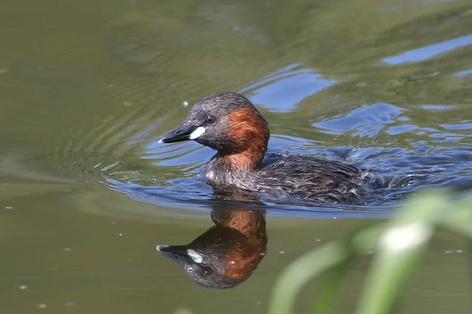 Tachybaptus ruficollis