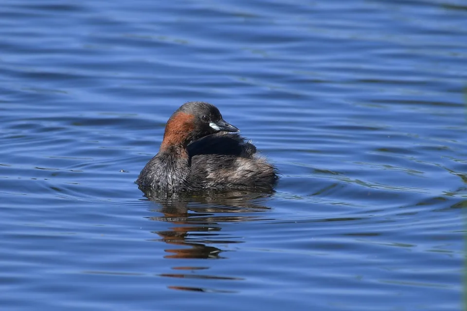 Tachybaptus ruficollis